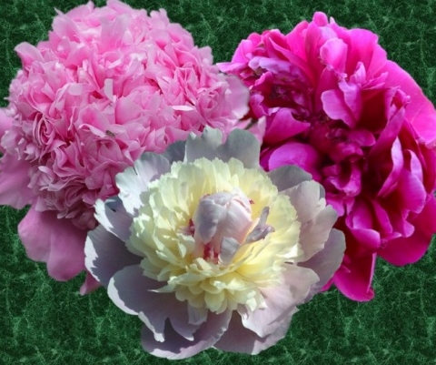 Le peonie di S. Valentino 2 unnamed file
