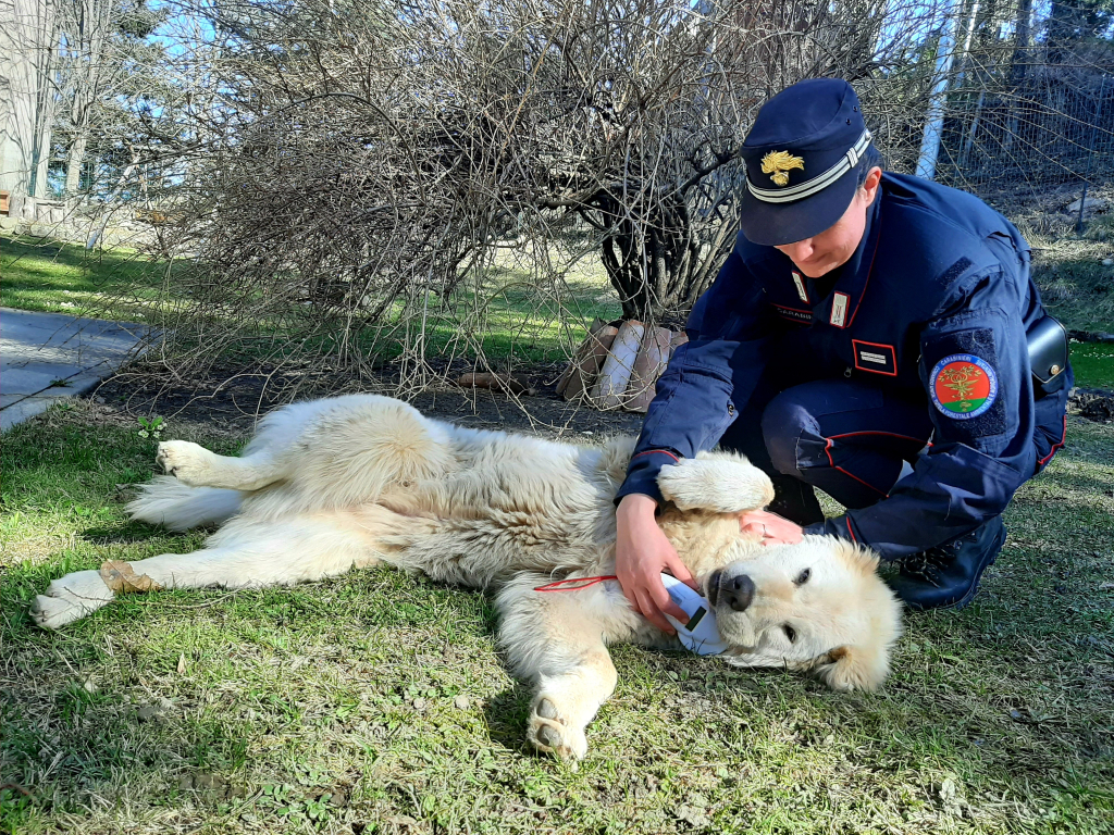 Sequestrati 110 cani 3 1000414027