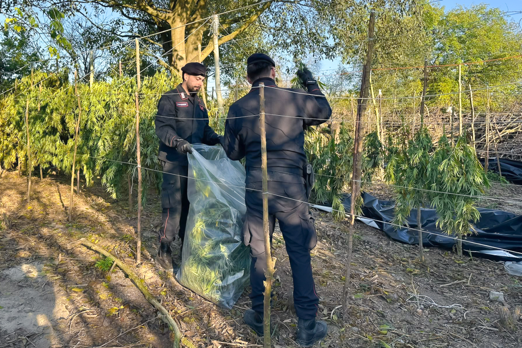 Operazioni antidroga 3 1000419269